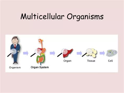 PPT - Multicellular Organisms PowerPoint Presentation, free download ...