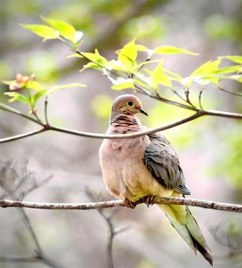 What Does a Mourning Dove Call Sound Like? - Birds and Blooms