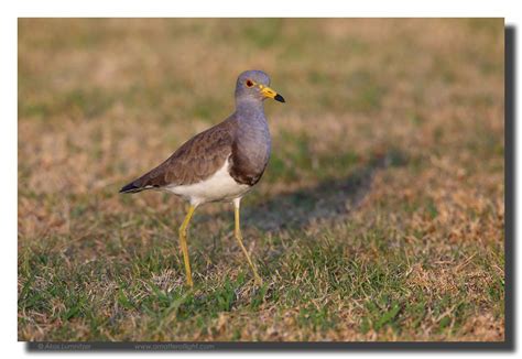 Grey-headed Lapwing | BIRDS in BACKYARDS