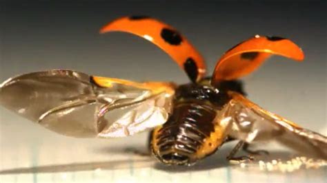 Scientists Sneak A Peek At How Ladybugs Fold Their Wings : The Two-Way ...