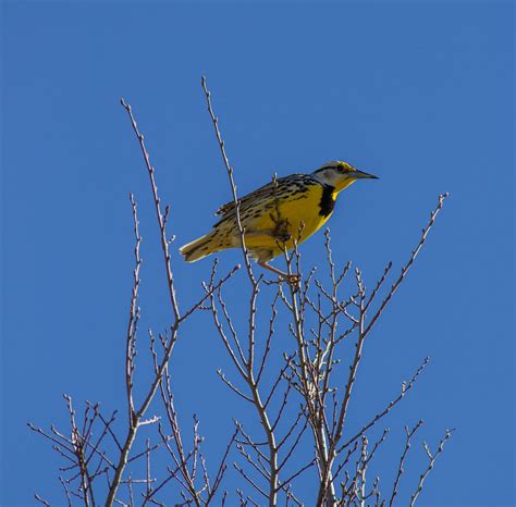 Meadowlark Symbolism & Meaning (+Totem, Spirit & Omens) - World Birds