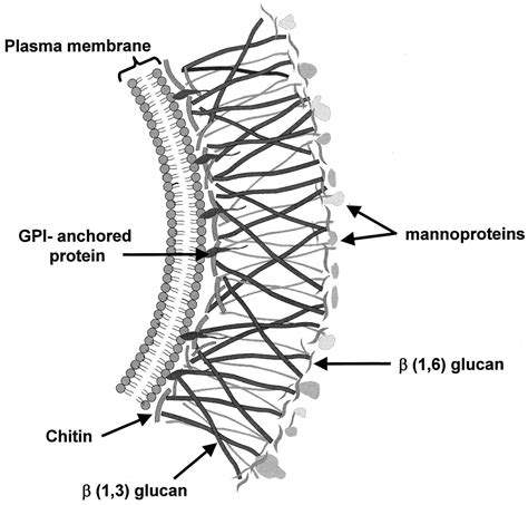 Fungal Cell Wall Diagram