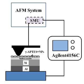 Measurement structure of the γ-APTES+NPs film using the conductive AFM ...