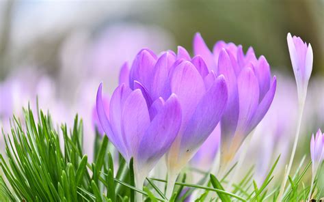 Purple Crocus Wallpapers - Wallpaper Cave