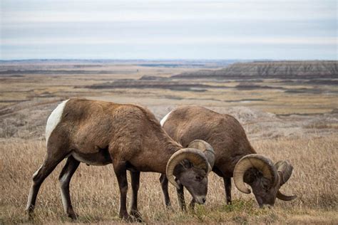 5 Best Places to See Wildlife in Badlands National Park - The National ...