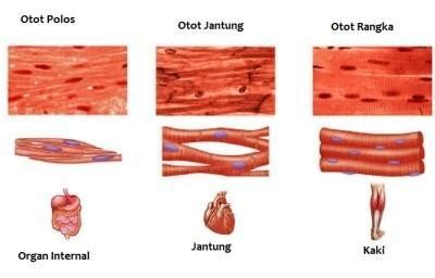 Jenis-Jenis Otot Manusia Beserta Fungsinya | WORLD BLOG