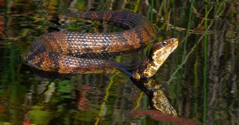 Snakes on the Water: Cottonmouth or Watersnake? | Virginia DWR