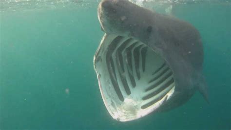 Basking Sharks Cornwall - YouTube