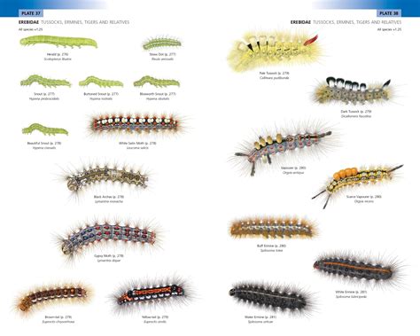 Field Guide to the Caterpillars of Great Britain and Ireland ...