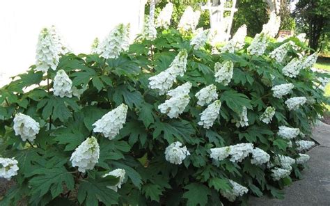 Hydrangea Ice Crystal Hydrangea Quercifolia, Oakleaf Hydrangea ...