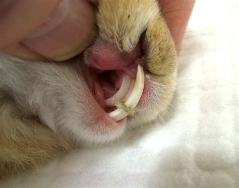 What dental problems do rabbits get? – RSPCA Knowledgebase