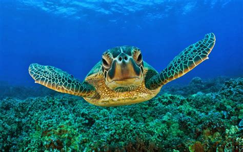 Hawksbill sea turtle ~ Animals World