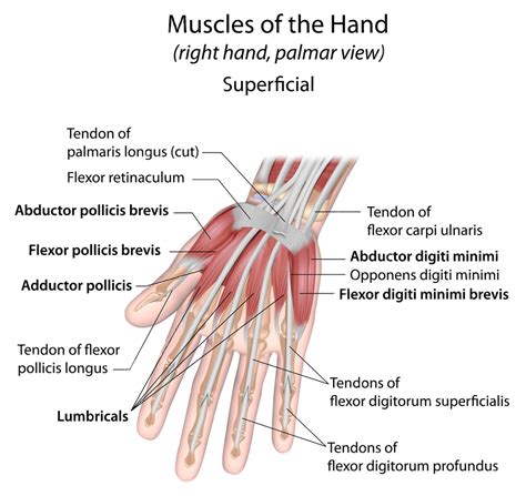 Wrist Injuries: Science Of Intersection Syndrome