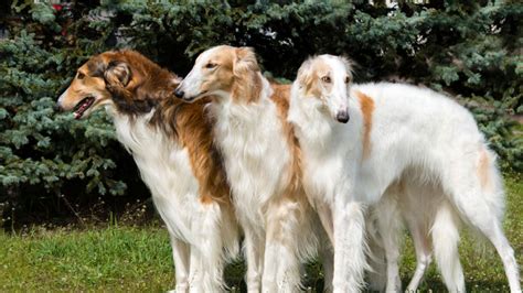 Saluki vs Borzoi - Breed Comparison | MyDogBreeds