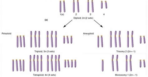 Polyploidy