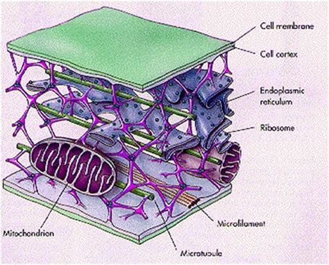 Animal Cell With Cytoskeleton - Chapter 1-7 (first exam) at Ohio ...