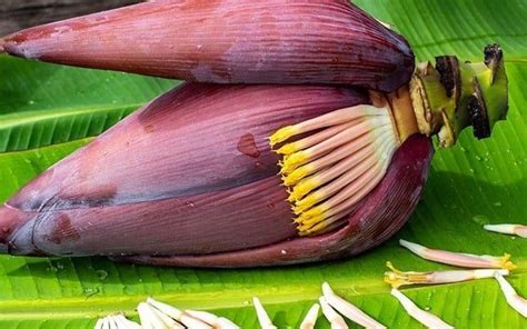 Wak Labu Farm: Ini 10 kelebihan jantung pisang untuk kesihatan kita