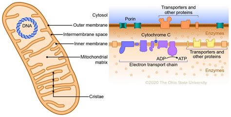 How Many Membranes Separate the Mitochondrial Matrix From the Cytoplasm