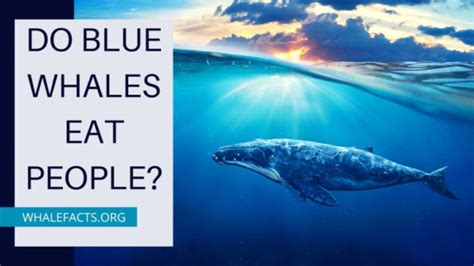 Do Blue Whales Eat People? | Interesting Facts and Information | Whale ...