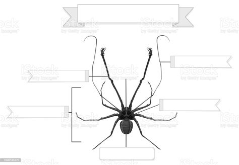 External Anatomy Of A Whip Spider Worksheet Stock Illustration ...