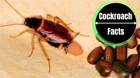 Cockroach Eggs Size, Appearance, Hatching - A Complete Guide With ...