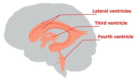 Ventricular System Labeled