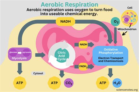 Aerobic Respiration Definition, Diagram, and Steps Recently updated ...