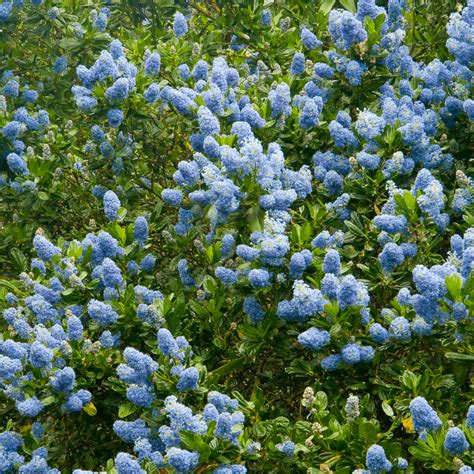 Ceanothus thyrsiflorus 'Victoria' Californian Lilac | Free Delivery