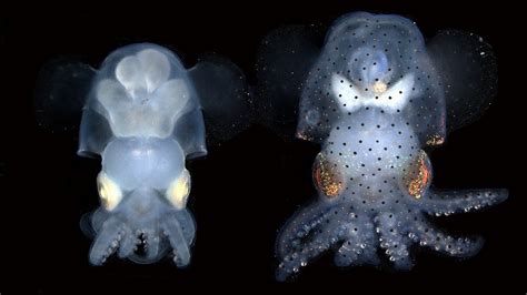 See-through Squid Lets Scientists Study Cephalopod Nervous System ...