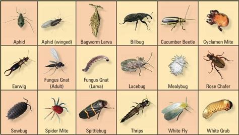 Pest Control 101: Tips for a Bug-Free Home - Maxtern Media