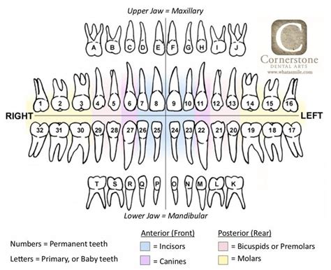 do baby teeth molars have roots - Rozella Mccracken