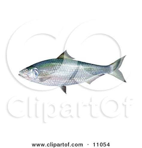 Clipart Illustration of an Alabama Shad Fish (Alosa alabamae) by JVPD ...