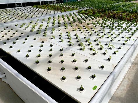 Planning Commercial Aquaponics Systems - Large Scale Aquaponics Greenhouse