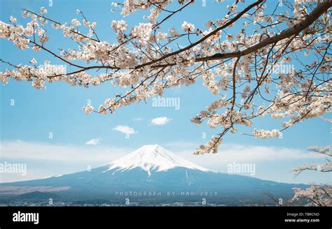 Mount Fuji cherry blossoms Stock Photo - Alamy