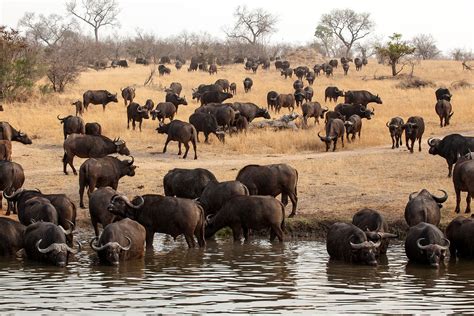 Cape buffalo | African Savanna Mammal | Britannica