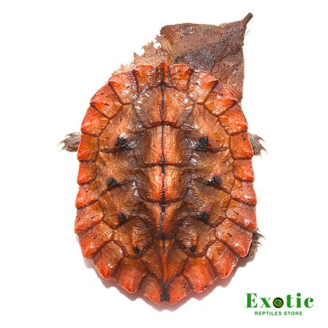 Mata Mata Turtle - Exotic Reptiles Store