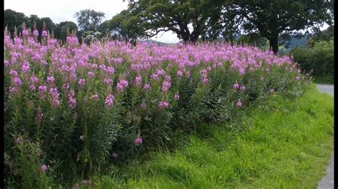 Hedgerow Flowers of Britain & Ireland 1 - YouTube