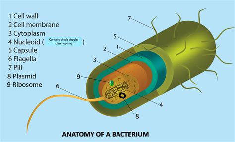 Bacteria versus Archaea - SCIENTIST CINDY