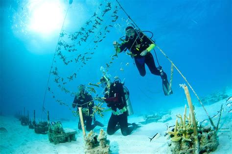 ‘Massive’ coral bleaching event hits Florida reefs | Miami Herald