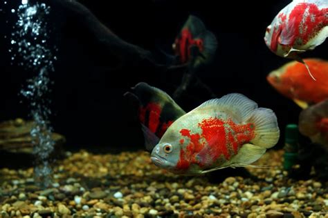 Top 10 Best Oscar Fish Tank Mates - AC Aquarium Life