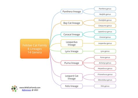 Felidae Family Tree