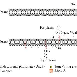 Structures of Dolichol phosphate and Undecaprenol phosphate. | Download ...