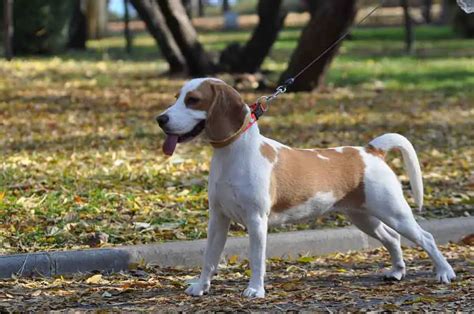 Jack Russell's Jumping Behavior, Why And How High? Train Not To Jump