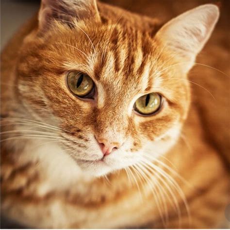 Pin by Anchana Ploypraw on Cats | Orange tabby cats, Tabby cat names ...