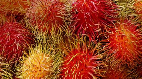 Download "Rambutan" wallpapers for mobile phone, free "Rambutan" HD ...