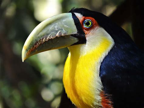 Green-billed Toucan (Ramphastos dicolorus), also known as the Red ...