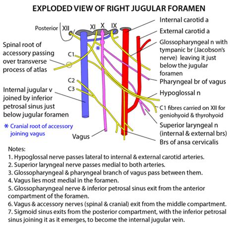 Instant Anatomy - Head and Neck - Areas/Organs - Jugular foramen