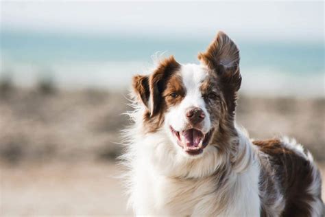 Your Ultimate Guide To The Border Collie Aussie Mix - Your Dog Advisor