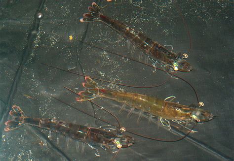 Model shrimp breeding - Responsible Seafood Advocate