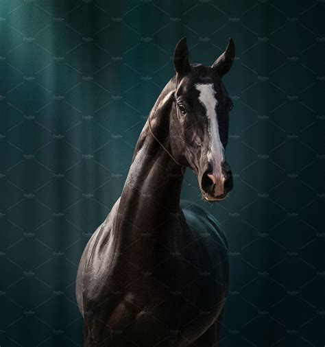 Black akhal-teke stallion portrait | Akhal teke, Teke, Stallion